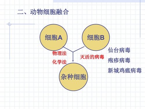 動物細胞工程 細胞工程的精細分支與應用前景