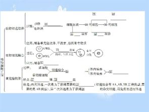 2013屆高考生物一輪復習課件 細胞工程（人教版選修三）