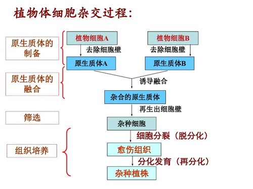 動物細胞融合與單克隆抗體——生物細胞工程的現代奇跡