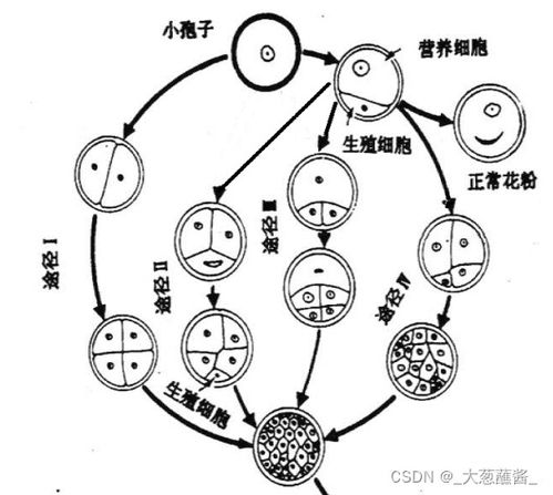 利用單倍體誘導(dǎo)技術(shù)加速作物育種 從組織培養(yǎng)到精準(zhǔn)育種的新路徑