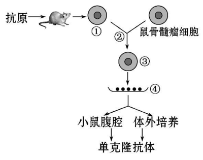 2014屆高三生物二輪復習專項檢測:基因工程、細胞工程 Word版含解析答案